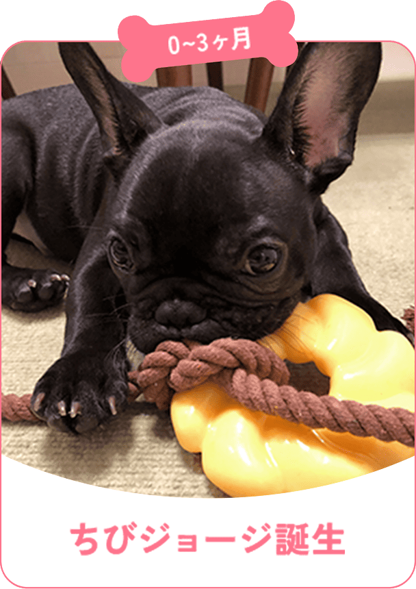 0ヶ月から3ヶ月 ちびジョージ誕生